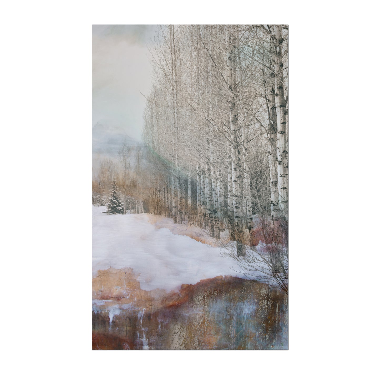 aspen trees and pine in snow print or canvas